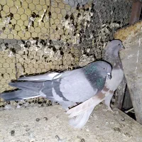 کبوتر پرشی|پرنده|کاشان, شهرک امیرالمومنین|دیوار