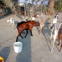 فروش