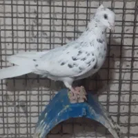 کوهی دم سفید ماده جوان