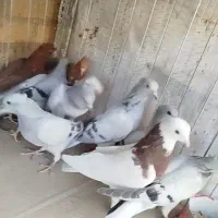طوقی سرخ و سبز و زرد دم سفید|پرنده|بیرجند, |دیوار