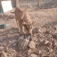 واگذاری توله ۲ماهه|سگ|سراجو, |دیوار