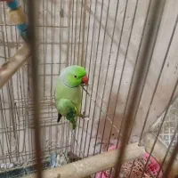 طوطی ملنگو نر مست|پرنده|تربت جام, مطهری|دیوار