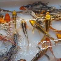 کالیکو و کوی بلک