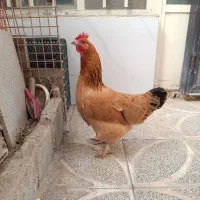 مرغ برهما ومرغ محلی تخم گذار