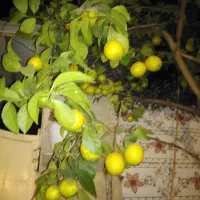 فروش لیموترش|حراج|لنگرود, |دیوار