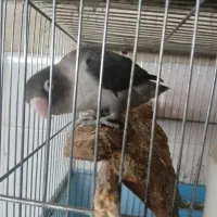 طوطی کتوله مولد