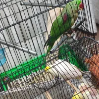 شاه طوطی ماده فحل سن ۲ سال