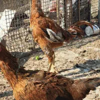 مرغ وخروس محلی|حیوانات مزرعه|بندر گناوه, |دیوار