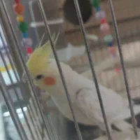 عروس هلندی جفت|پرنده|تهران, امام زاده عبدالله|دیوار