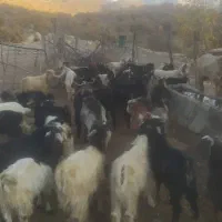 بزغاله نر و ماده