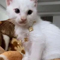 واگذاری گربه