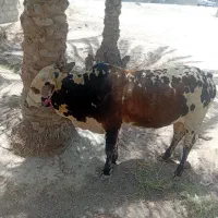 قیمت 140