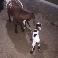 بز و بزغاله نروماده|حیوانات مزرعه|گنبد کاووس, |دیوار