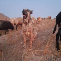 سگ سرابی|سگ|اهر, |دیوار