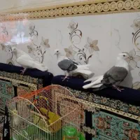 نر شونی بی کاکول ماده شونی کاکولی و نر جوزی|پرنده|بروجرد, |دیوار