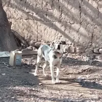 سگ عراقی  ماده ۱۰ ماهه