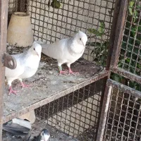 فروش کبوتر طوقی|پرنده|خمینیشهر, |دیوار