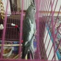 طوطی عروس|پرنده|رشت, حومه رشت|دیوار