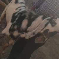 نر بز پنجابی اصل پاکستان|حیوانات مزرعه|هامون, |دیوار