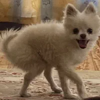 گم شده با معلولیت پا/تحت درمان