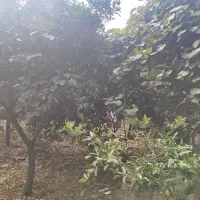 زمین مسکونی دوبر|فروش زمین و ملک کلنگی|امیرکلا, |دیوار