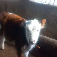 سیمینتال اصل