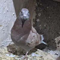 کبوتر|پرنده|اسلامآباد غرب, |دیوار