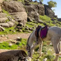 طبیعت گردی با اسب تمام سنین