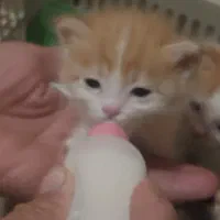 بچه گربه
