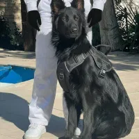 سگ  ژرمن بلک موبلندنر هشت ماه اموزش دیده فی ۴۰ م ت|سگ|تهران, تهرانسر شرقی|دیوار