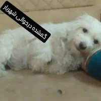 سگ گمشده در شهریار میدان امام