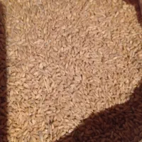 فروش بذرگندم باران|عمده‌فروشی|شیراز, گویم|دیوار