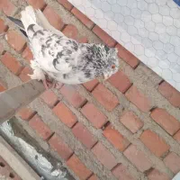 کبوتر|پرنده|نقده, |دیوار