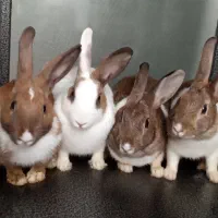 فروش خرگوش خانگی