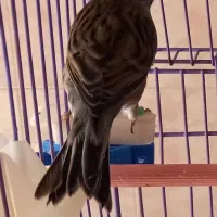 قناری نر و ماده|پرنده|مشکیندشت, |دیوار