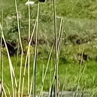 دیس استیل و دیس سیاه