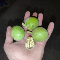 گردو درجه یک لرستان