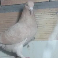 تعداد‌۱۰‌عدد‌کبوتر‌پرشی‌بفروش‌میرسد|پرنده|پلدشت, |دیوار