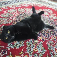 واگذاری گربه