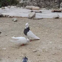 کبوتر معاوظه با گندم یا دو جفت کبوتر