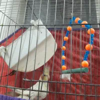 عروس هلندی گل باقالی|پرنده|همدان, |دیوار