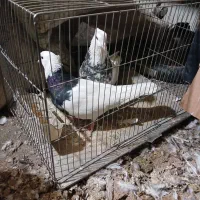 جفت طوقی نر الماسی ماده سیاه واکسی