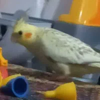 کم شده در محدوده معراج کوی امام هادی|حیوانات|بجنورد, |دیوار