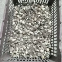 بزر موسیر