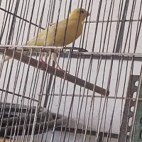 قناری نر مست