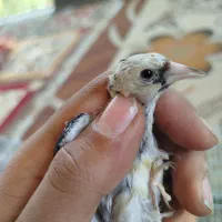 معاوضه با قناری|پرنده|کیار, |دیوار