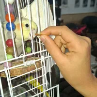 سه عدد طوطی عروس یکی ماده است .معاوضه با گرینویج