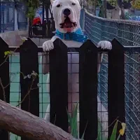 داگو آرژانتینو نر جهت کشش