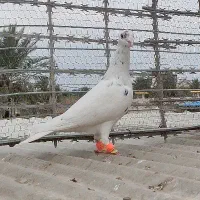 دورگ|پرنده|خرمشهر, |دیوار