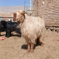 فروش بز کهره دار وابستن جوان|حیوانات مزرعه|مرودشت, نقش رستم|دیوار